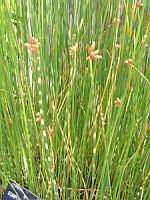 Scirpus Lacustris cv Zebrinus (fam. Cyperacees) (1) (Photo F. Mrugala)